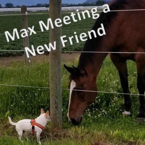 Meet your Posher, Kj - Picture 5 of 14